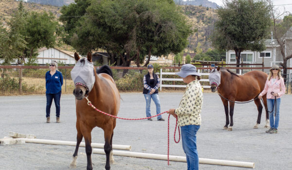 Discovering Natural, Caring Leadership With Horse Therapy